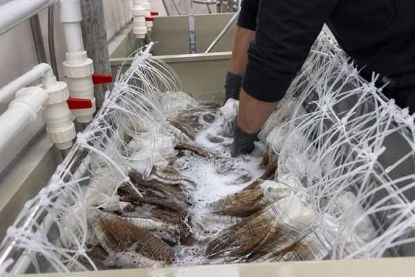 Boxes of finished hair extensions being prepared for shipping in a clean, organized warehouse